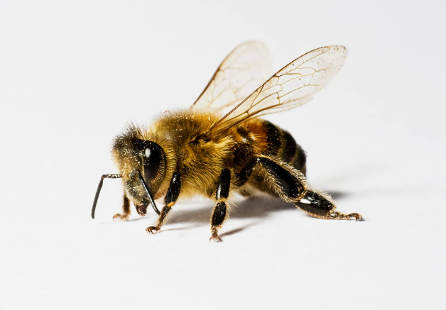 CARPENTER BEES