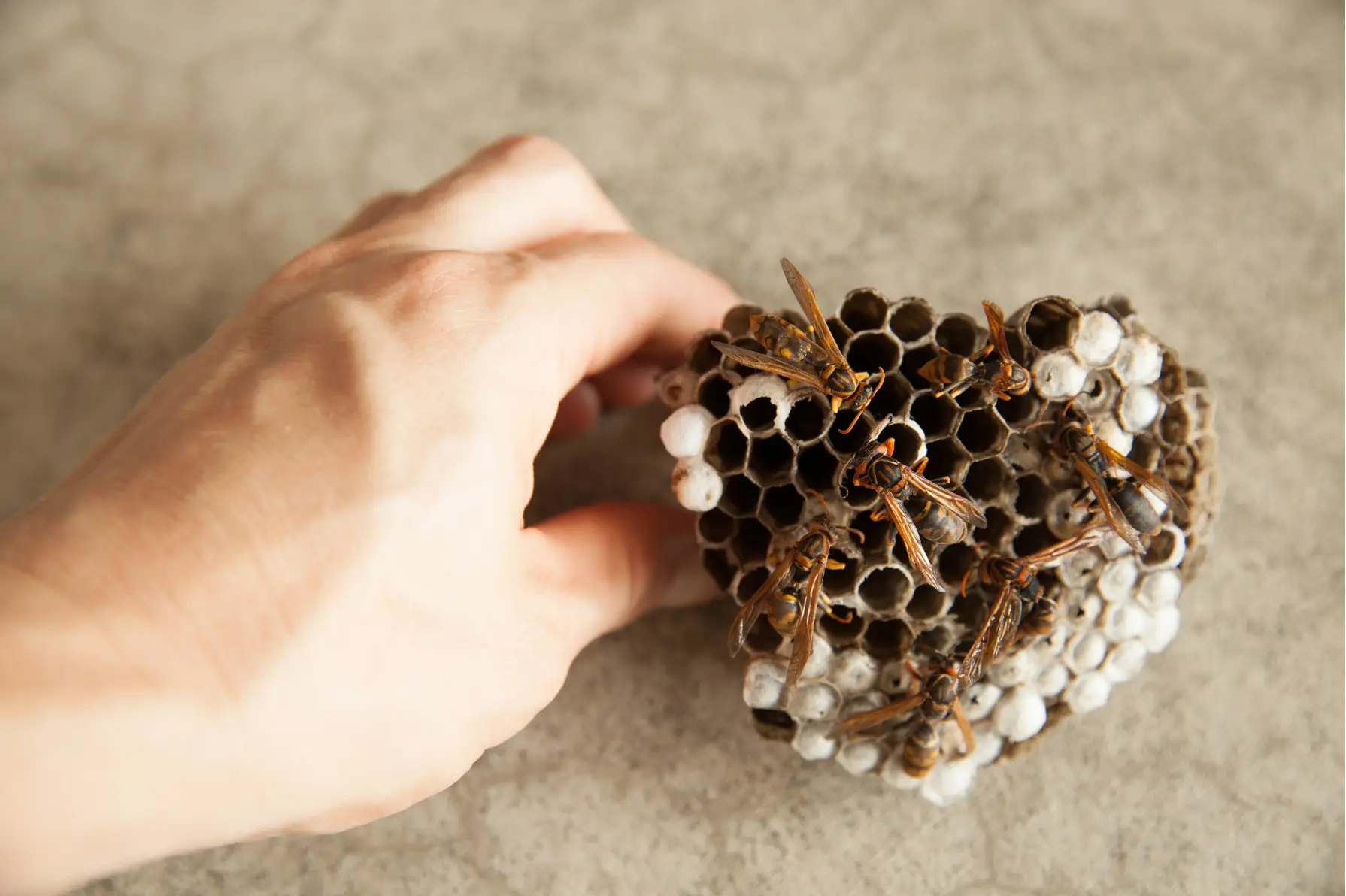 Wasp Nest Removal